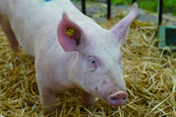 pig-domestic-pig-pig-like-mammal-fauna-snout-pig's-ear-1449601-pxhere.com.jpg