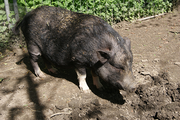 wildlife-mammal-fauna-boar-sad-pigs-968592-pxhere.com.jpg