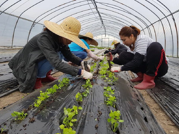 ▲ 사천지역 결혼이주여성들이 아열대 채소를 재배하고 있는 모습. /사천다문화통합지원센터