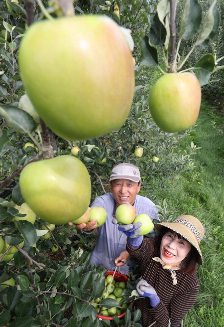 ▲ 15일 함양군 수동면 죽산리 내산마을에서 이필영 씨 부부가 새콤달콤한 맛과 높은 당도를 품고 있는 여름 사과 '썸머킹'을 수확하고 있다. /함양군