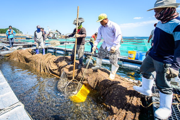 ▲ 남해군 지역 어민들이 19일 미조면 조도 해역 한 가두리양식장에서 양식어류 방류 작업을 하고 있다. /남해군