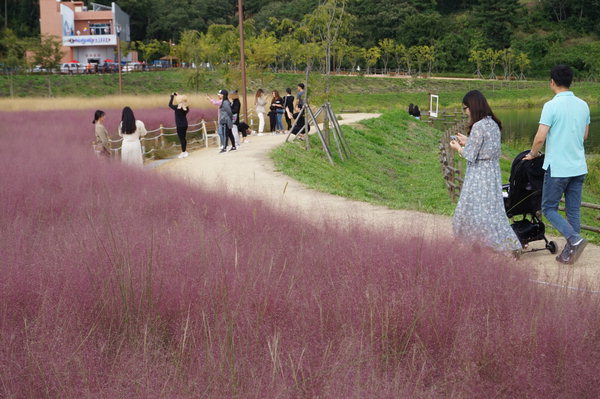 ▲ 함안 악양생태공원을 찾은 사람들이 분홍빛으로 피어난 핑크뮬리를 배경으로 산책을 하거나 사진을 찍고 있다.