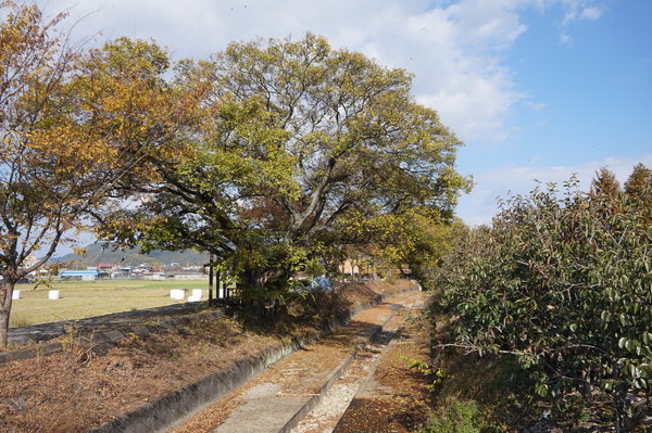 ▲ 함안천에 남아 있는 옛 제방의 모습. 주민 한 분은 이 마을숲을 '봉성둘숲'이라고 했다.  /김훤주 기자