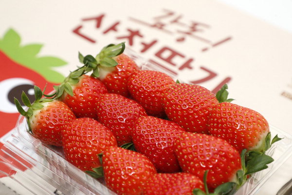 ▲ 산청 딸기는 당도가 높고 탄탄한 식감으로 대한민국 대표 브랜드로 선정됐다. /산청군