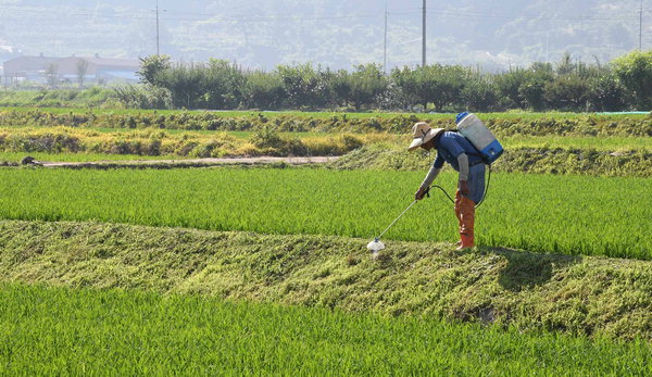 ▲ 더운 날씨를 보인 23일 창원시 의창구 동읍 자여마을 들판에서 한 농민이 농약을 치고 있다.  /김구연 기자 sajin@idomin.com