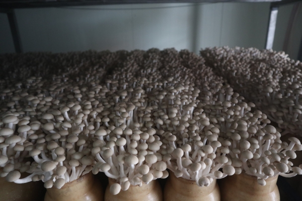 경남도농업기술원이 느티만가닥버섯의 저장성일수를 7일 이상 늘릴 수 있는 새로운 재배법을 개발했다./경남도농업기술원