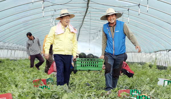 ▲ 박일호(왼쪽) 밀양시장이 수박 농가를 방문해 일손을 돕고 있다. /밀양시