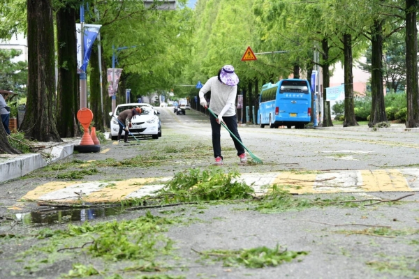 태풍 마이삭이 지나간 3일 오전 8시 30분 창원시 의창구 용호동 카페거리에서 시민들이 바람에 떨어진 메타세쿼이아 잎과 가지를 치우고 있다./김구연 기자