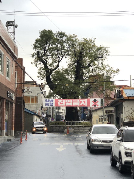 ▲ 남변마을 회화나무. /이서후 기자