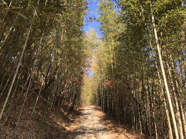 ▲ 은행나무를 만나러 가는 길 초입은 대나무 숲이 맞이한다. 양편으로 곧게 솟은 대나무들이 마치 호위 무사 같다.