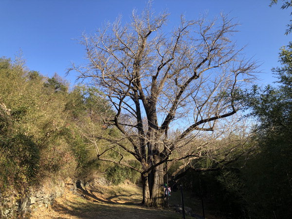 ▲ 마침내 만나게 된 두양리 은행나무. '겸손하라'고 말하는 듯한 너른 풍채에 절로 감흥이 인다.