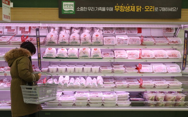▲ 한 대형마트 닭, 오리고기 판매대에서 소비자가 구매를 고민하고 있다. /연합뉴스