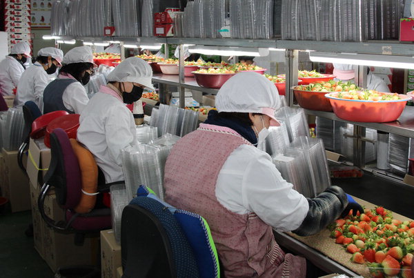 ▲ 15일 진주북부농협에서 노동자들이 수출용 딸기를 선별하고 있다. /경남농협