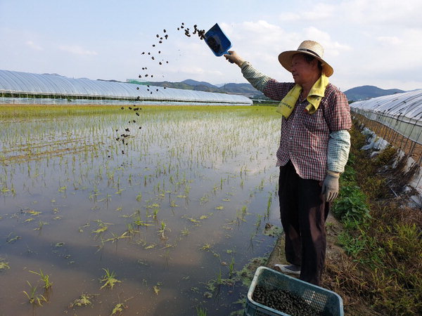 ▲ 김해 한 브랜드 쌀 재배 농민이 논에 제초 효과가 있는 우렁이를 뿌리고 있다. /김해시