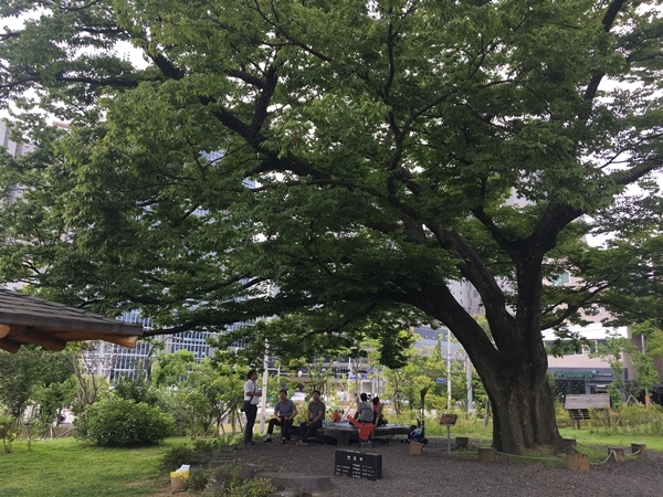 창원시 의창구 서상동 느티나무 생태공원에 있는 190년 된 느티나무. 이 나무는 1982년 보호수로 지정됐다. /경남도민일보DB