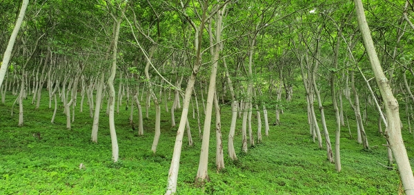 국립산림과학원이 진주 월아산에 조성한 푸조나무 시험림. / 산림바이오소재연구소