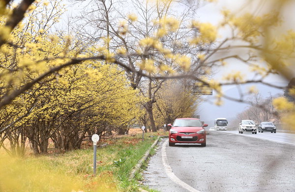 ▲ 포근한 날씨를 보인 19일 남해고속도로 창원분기점 부근에 노란 산수유가 활짝 피어 있다. /김구연 기자 sajin@