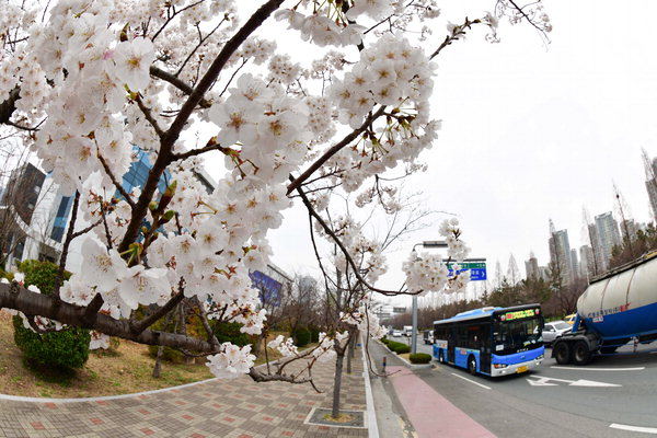▲ 올해 군항제는 취소됐지만 벚꽃은 개화를 시작했다. 24일 창원 가음정사거리 인근 도로변에 벚꽃이 활짝 피어 완연한 봄기운을 전하고 있다. /김구연 기자 sajin@idomin.com