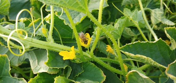 참외 재배 시설에서 화분 매개 활동을 벌이는 꿀벌 모습. /농촌진흥청