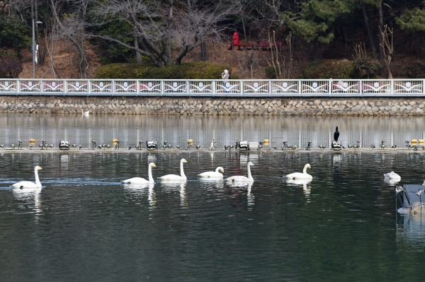 6일 오후 창원시 성산구 용지동 용지호수공원에 큰고니 7마리가 겨울을 나고 있다. /김구연 기자