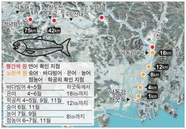 낙동강 둑 열자 기수역 제모습 드러냈다