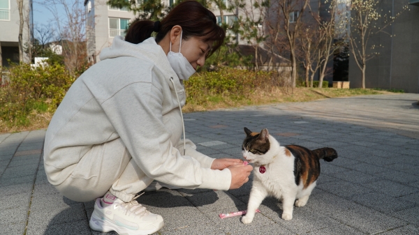 양산 명동삼한사랑채 아파트 입주민이 빵돔하우스 고양이에게 간식을 주고 있다. /김연수 기자