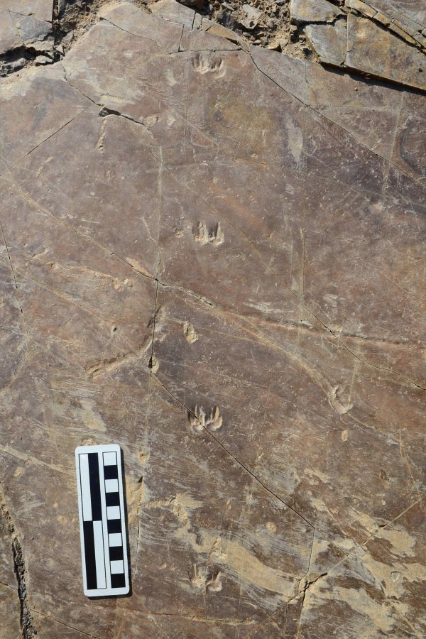진주 집현면 신당리에서 발견된 개구리발자국 화석. /진주문화연구소
