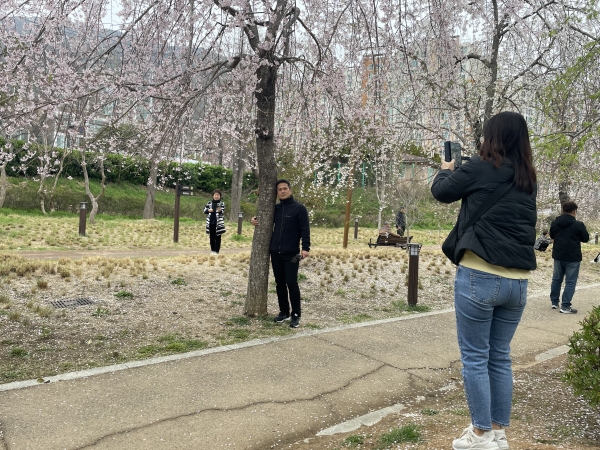 창원시 진해구 경화역으로 벚꽃 구경을 나온 방문객들이 24일 사진을 찍고 있다. /안다현 기자