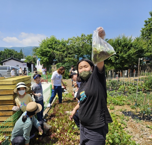 김해 무계행복마을학교 학생들이 '참새텃밭'에서 상추를 수확하고 있다. /무계마을교육공동체 참새방앗간
