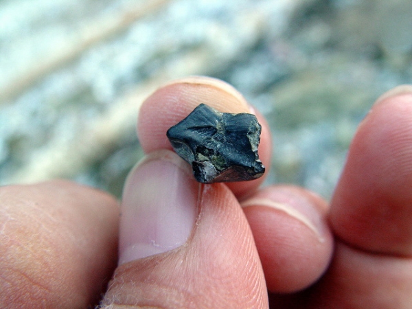 하동 장구섬 오리주둥이 공룡 이빨 /문화재청<br>