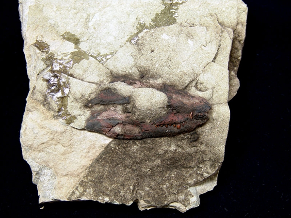 하동 장구섬 악어머리뼈 화석 /문화재청<br>