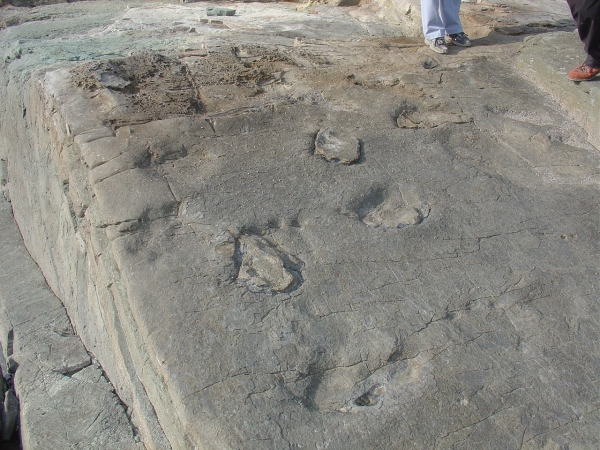 사천 아두섬 공룡발자국 화석 /문화재청