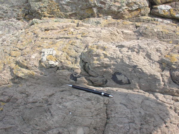 아두섬 공룡 알 화석 /문화재청