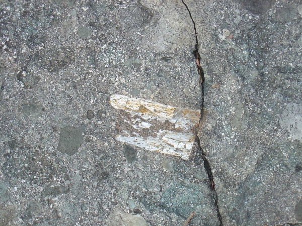 아두섬 공룡 뼈 화석 /문화재청