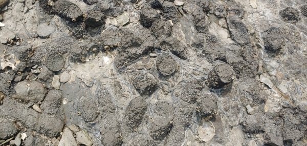 사천 선전리 백악기 나뭇가지 피복체산지 /문화재청