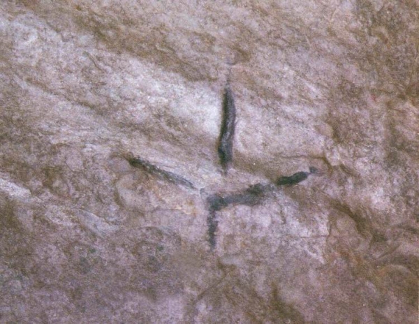 함안 용산리 새발자국 화석 /문화재청