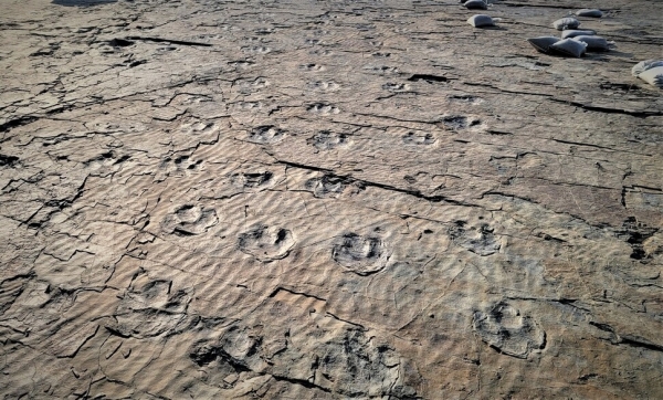 고성 삼락리 공룡발자국과 새발자국 화석산지 /고성군