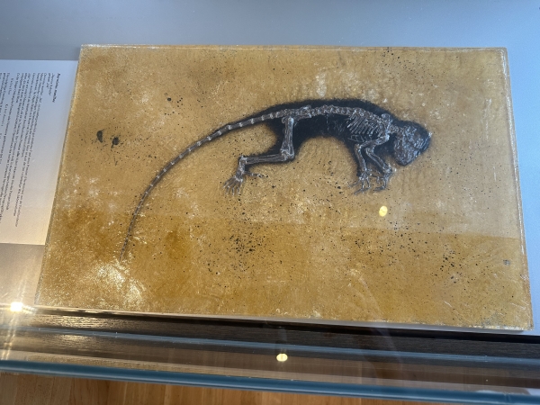 메셀 화석박물관에 전시 중인 유인원 화석으로 털 모양 등을 확인할 수 있을 정도로 화석 보존 상태가 매우 좋다./이영호 기자<br>