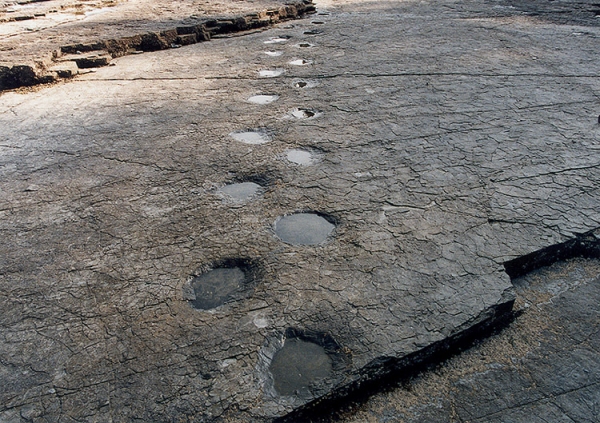 공룡발자국 보행열 /고성군