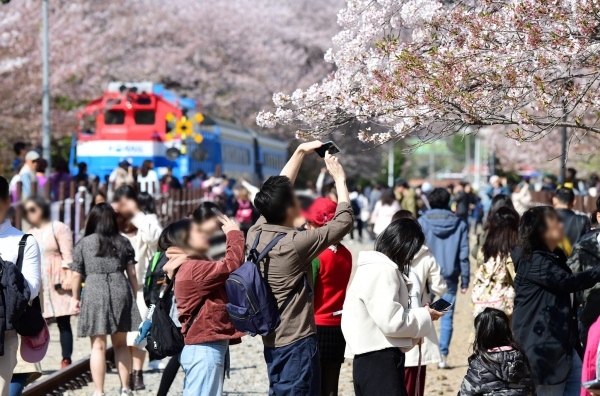 지난해 열린 61회 진해군항제를 찾은 방문객들이 벚꽃을 즐기고 있다. /경남도민일보DB
