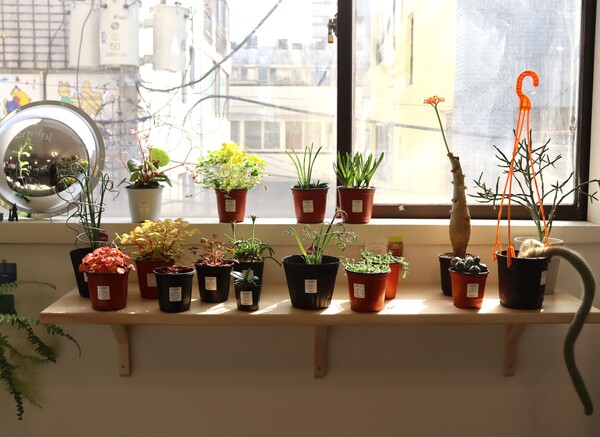 창가 앞에 놓여진 식물들./백솔빈 기자