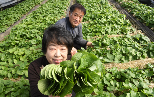 [사진 뉴스] 봄나물 '곰취' 수확