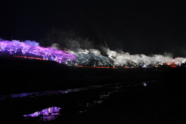 하동군 화개면 십리벚꽃길에 설치된 야간 경관 조명 모습. /하동군