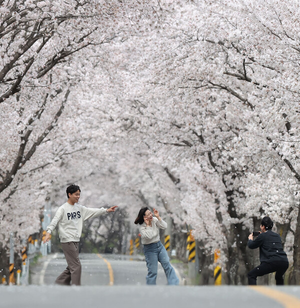 '제22회 함양 백운산 벚꽃축제'가 오는 30일과 31일 이틀 동안 함양군 백전면사무소 일원에서 열린다. 지난해 벚꽃길 모습 /함양군