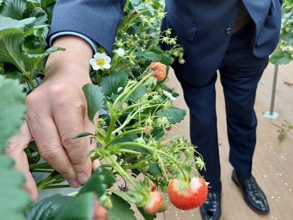 최근 잦은 비와 일조량 부족으로 도내 수박, 딸기농가 등이 생장이 멈추거나 줄기와 잎이 병이 드는 피해를 봤다. /경남도