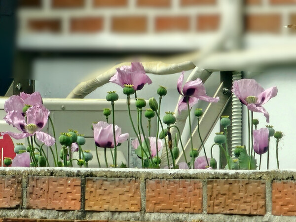 지난 30일 오후 2시께 창원 의창구 사림동 마약류 양귀비 적발 현장. /경남경찰청 치안정보과 광역1팀