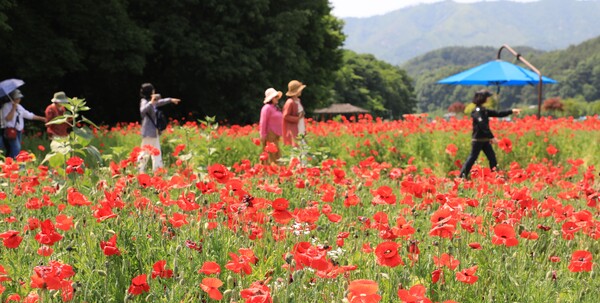 5월 24일 코스모스, 꽃양귀비, 해바라기 등이 만개한 함양군 상림공원에서 관광객들이 아름다운 꽃을 즐기고 있다. /함양군