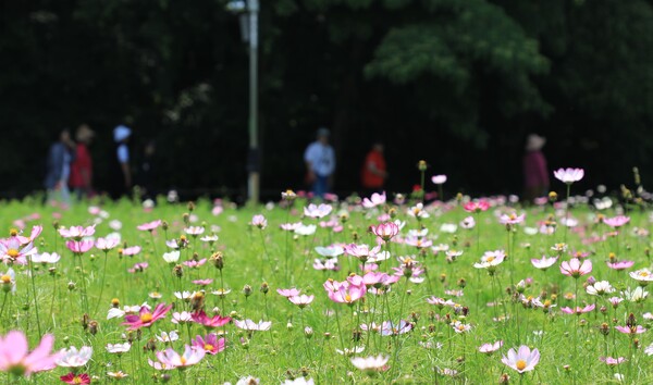 5월 24일 코스모스, 꽃양귀비, 해바라기 등이 만개한 함양군 상림공원에서 관광객들이 아름다운 꽃을 즐기고 있다. /함양군