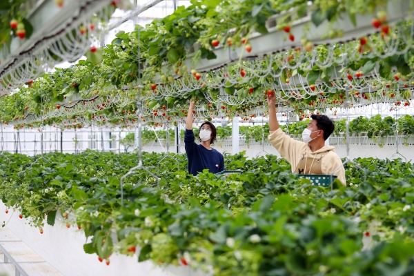 밀양에 있는 경남도 '스마트팜 혁신밸리'에서 교육생들이 실습하고 있다. /경남도
