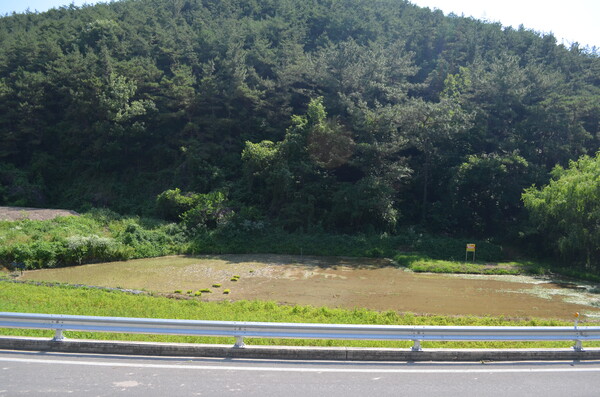 창녕 성산중학교 학생들이 모내기를 체험한 우포늪 인근 정봉채갤러리 앞 논. /이동욱 기자